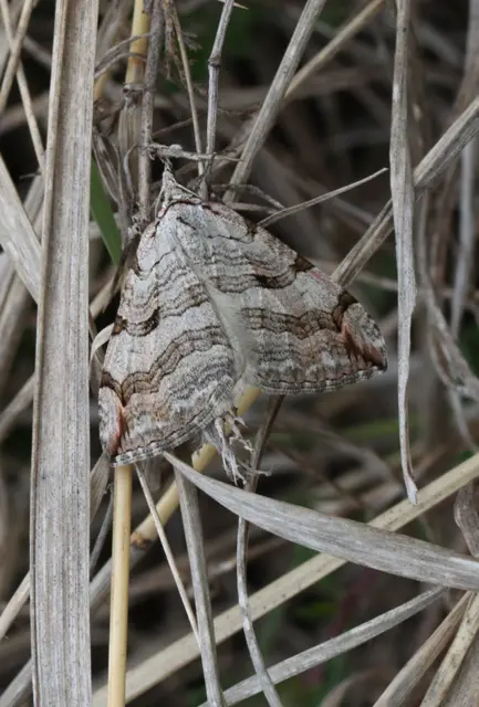 Aplocera efformata/plagiata