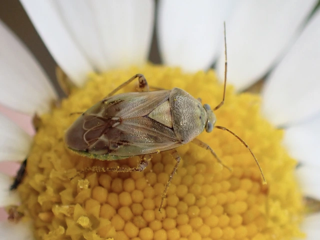 Lygus gemellatus - világoszöld mezeipoloska