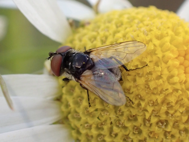 Elomya lateralis