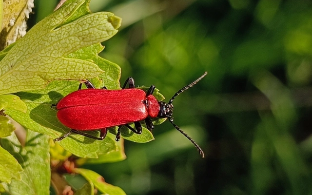 Pyrochroa coccinea - nagy bíborbogár