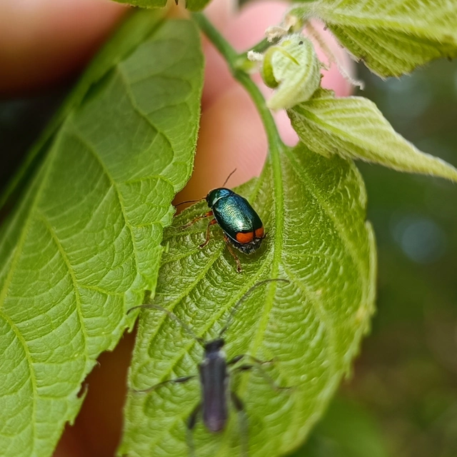 Cryptocephalus schaefferi - lapátlábú zömökbogár