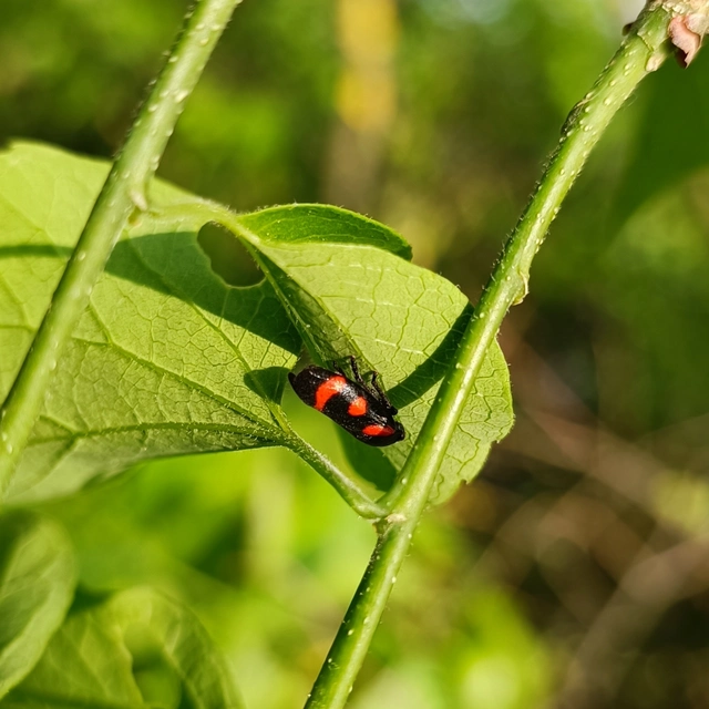 Cercopis arcuata/sanguinolenta