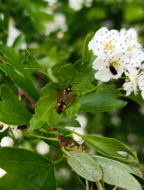 Miris striatus - sávos mezeipoloska