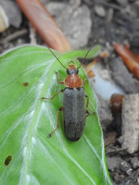Osphya bipunctata - kétalakú komorka