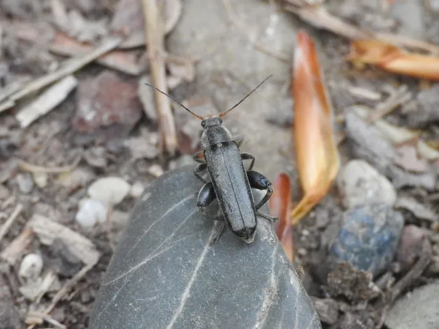 Osphya bipunctata - kétalakú komorka