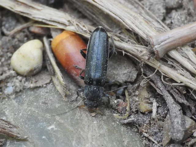 Osphya bipunctata - kétalakú komorka