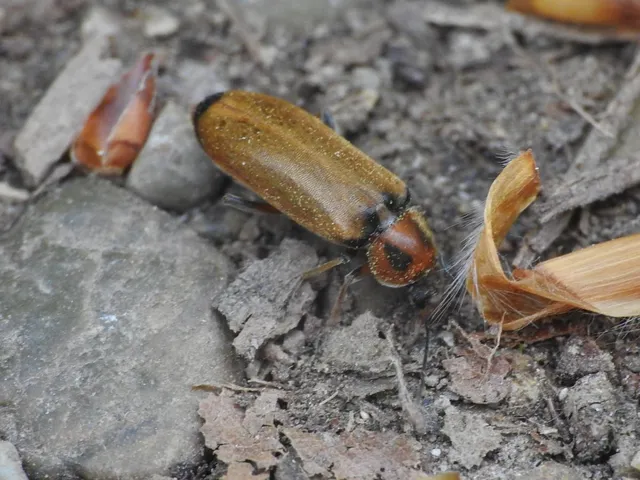 Osphya bipunctata - kétalakú komorka