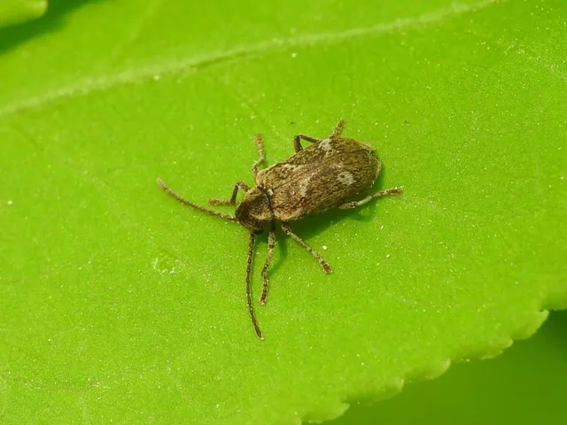 Ptinomorphus imperialis - díszes álszú