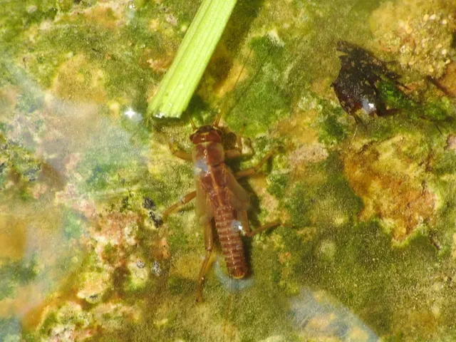 Plecoptera - Álkérészek