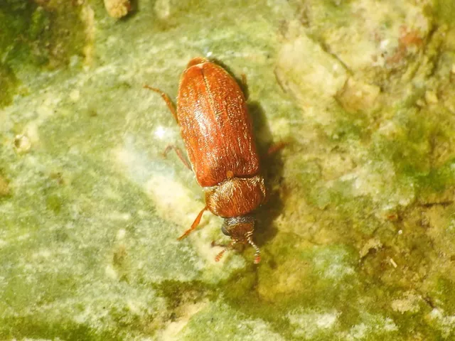 Byturus ochraceus - gyömbérgyökérbogár