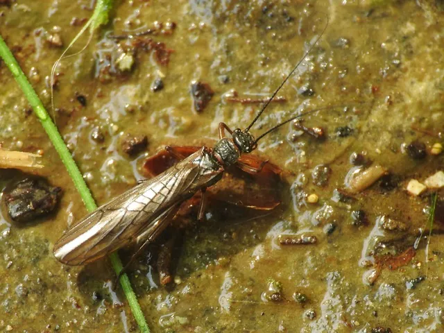 Plecoptera - Álkérészek