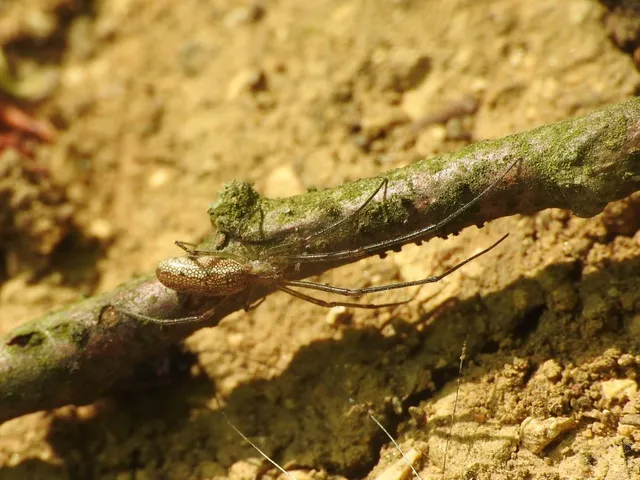Tetragnatha