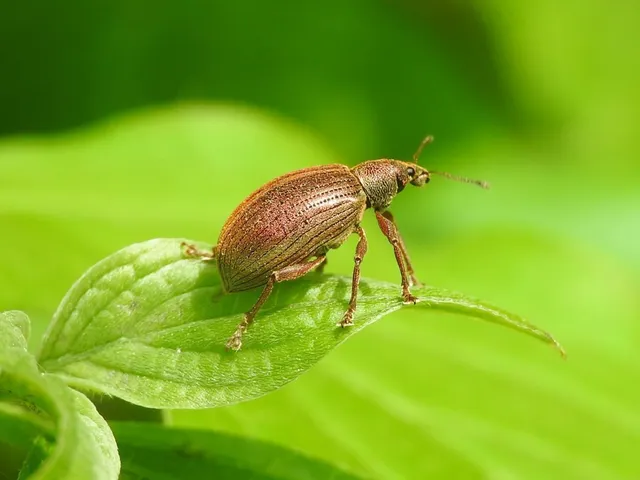 Polydrusus mollis - termetes lombormányos
