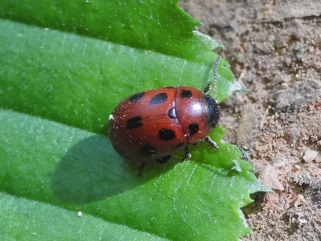 Gonioctena fornicata - közönséges lucernabogár