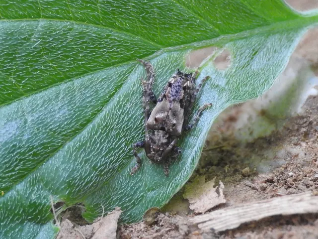 Pogonocherus hispidus - kéttövises ecsetcincér