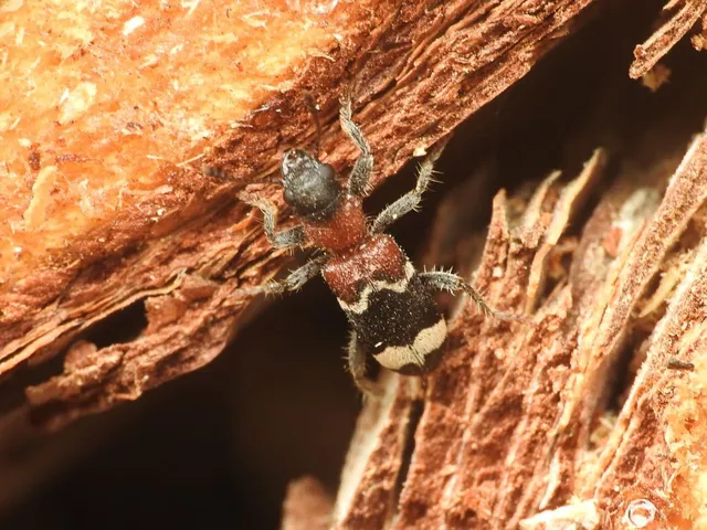 Thanasimus formicarius - vörösnyakú szúfarkas