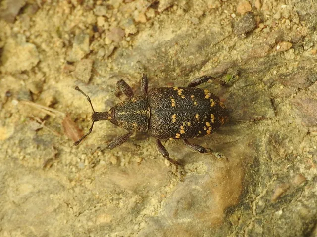 Hylobius abietis - nagy fenyvesormányos