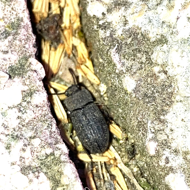 Gonocephalum granulatum pusillum