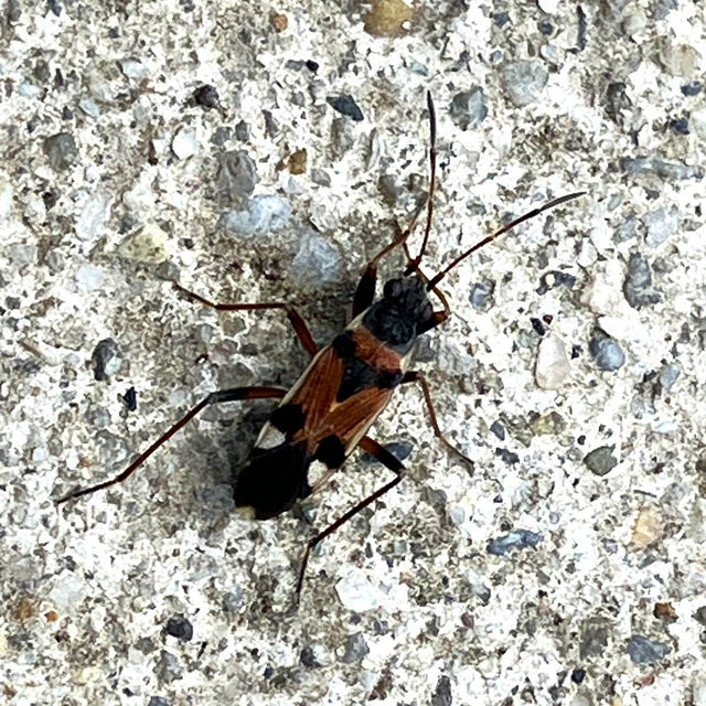 Beosus quadripunctatus - pettyes homokibodobács