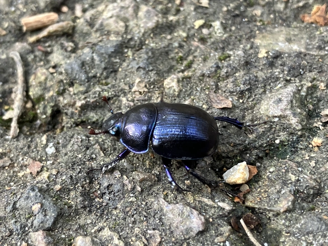 Anoplotrupes stercorosus - erdei álganéjtúró