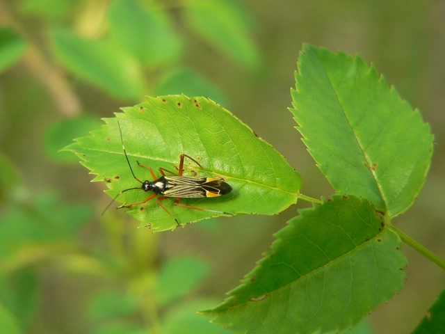 Miris striatus - sávos mezeipoloska