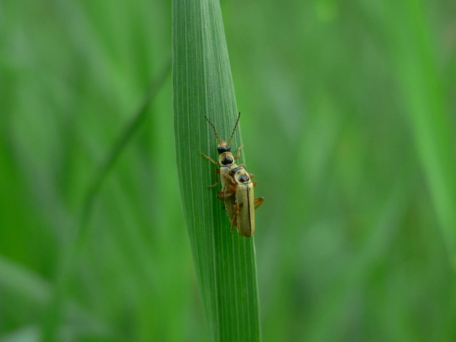 Metacantharis clypeata - tavaszi lágybogár