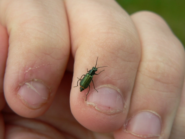 Malachius bipustulatus - kétfoltos bibircsesbogár
