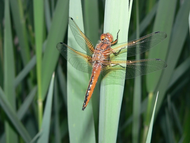 Libellula fulva - kisfoltos laposacsa