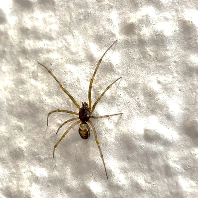 Steatoda triangulosa - háromszöges faggyúpók