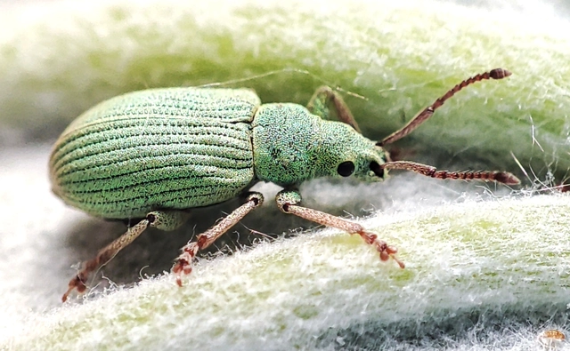 Phyllobius virideaeris - halványzöld levélormányos