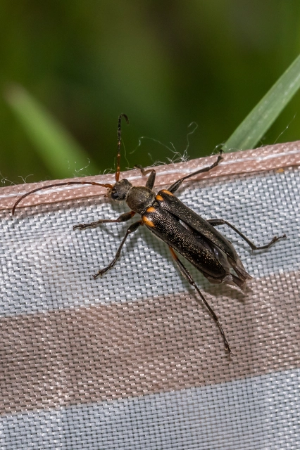 Cortodera humeralis - négyfoltos cserjecincér