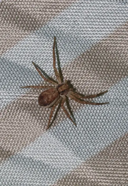 Philodromus
