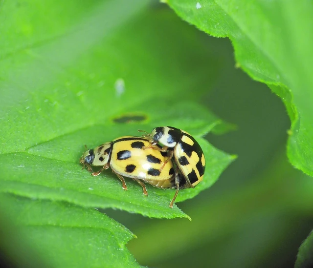 Propylea quatuordecimpunctata - tizennégypettyes füsskata