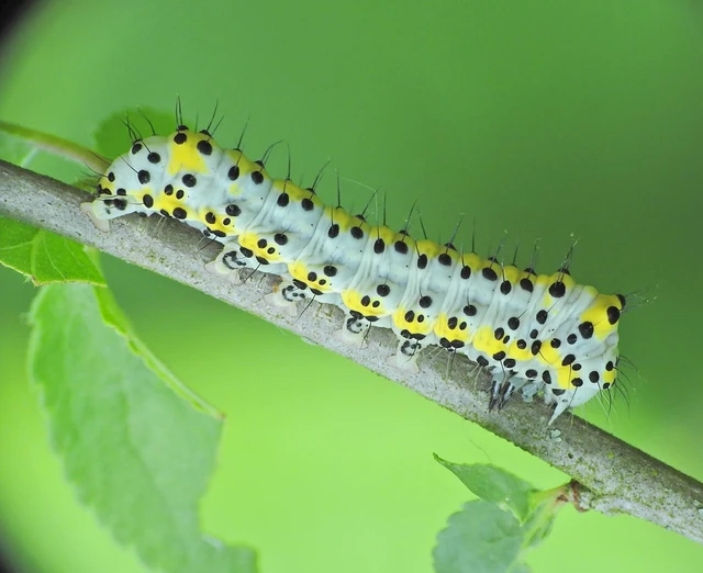 Diloba caeruleocephala - őszi kékesbagoly