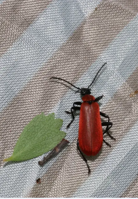 Pyrochroa coccinea - nagy bíborbogár