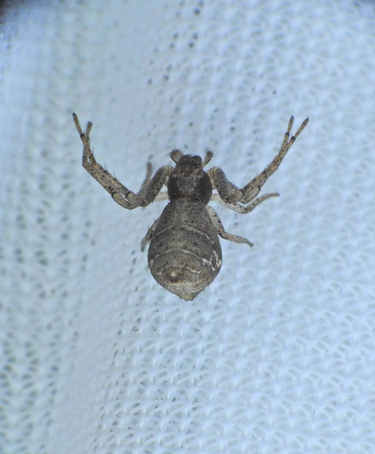 Tmarus piger/stellio