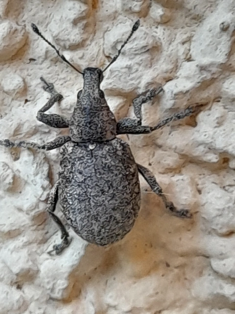 Liophloeus