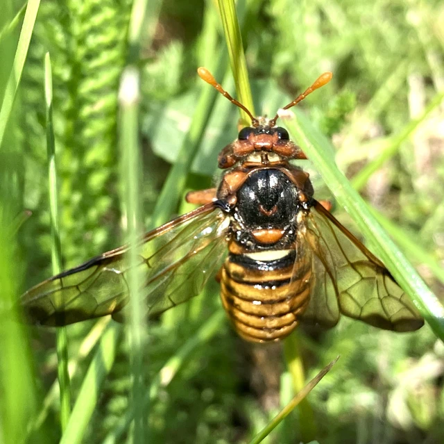 Cimbex luteus