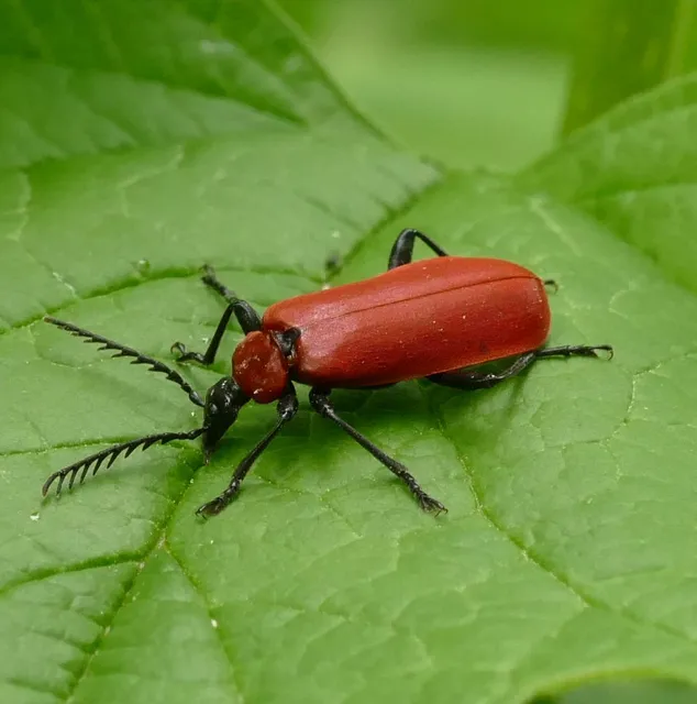 Pyrochroa coccinea - nagy bíborbogár