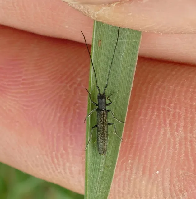 Theophilea subcylindricollis - hengeres szalmacincér Theophilea subcylindricollis - hengeres szalmacincér