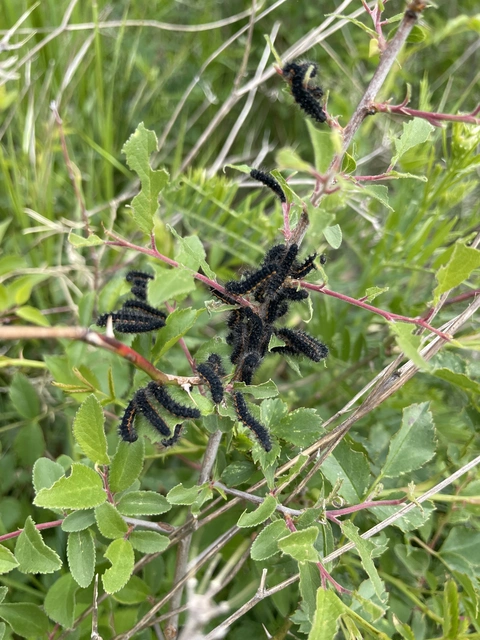 Saturnia pavoniella/pavonia