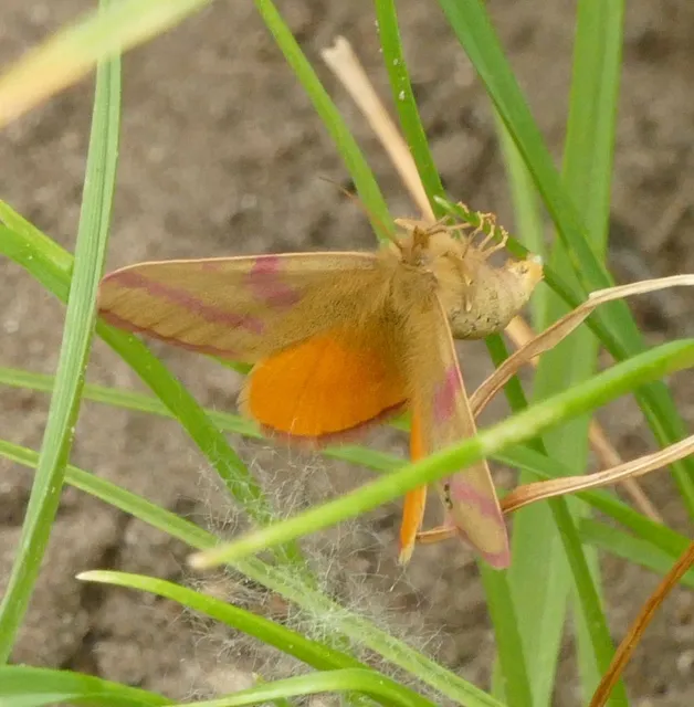 Lythria purpuraria - bíborsávos araszoló