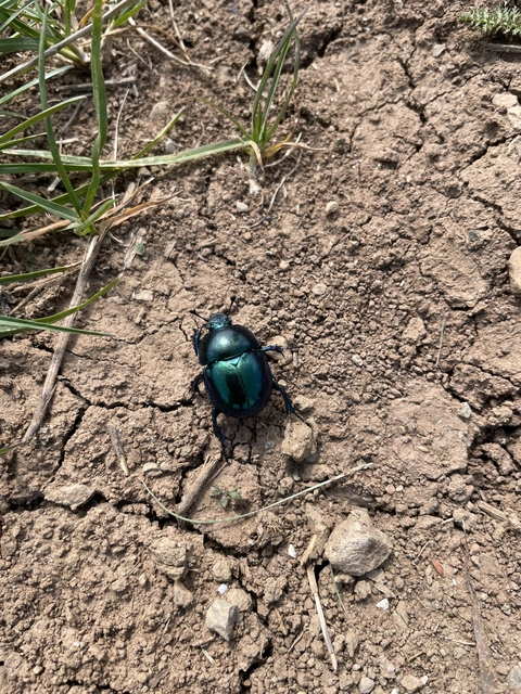 Trypocopris vernalis - tavaszi álganéjtúró