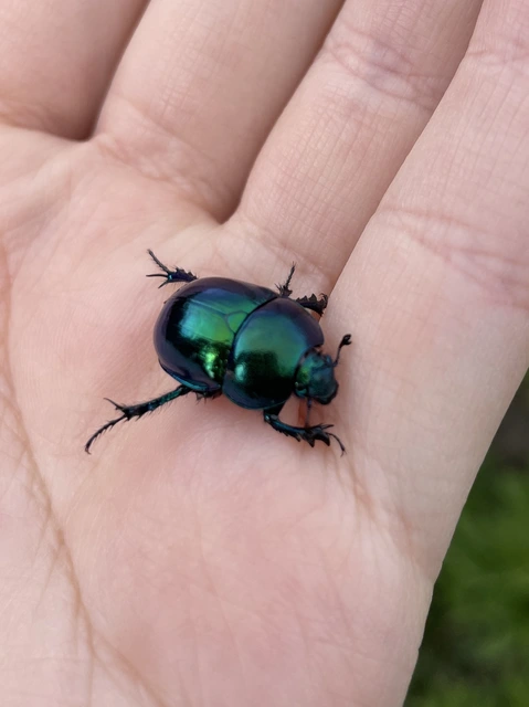 Trypocopris vernalis - tavaszi álganéjtúró