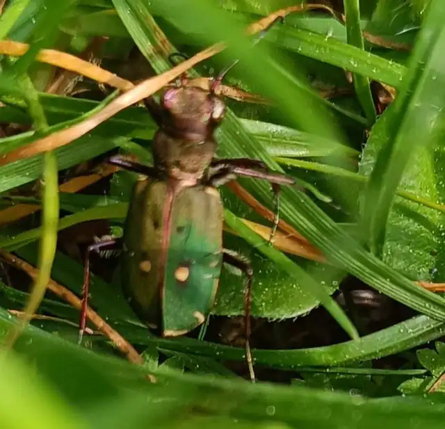 Cicindela campestris - mezei homokfutrinka