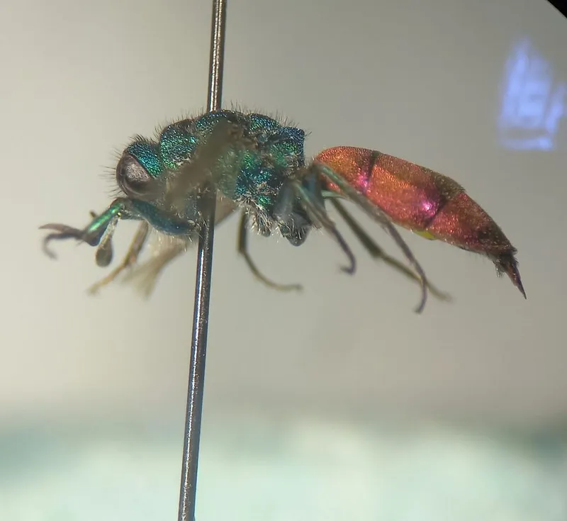 Chrysura trimaculata