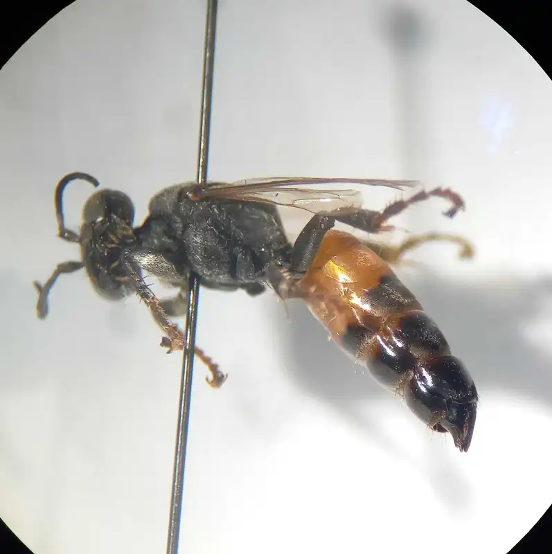 Tachytes panzeri