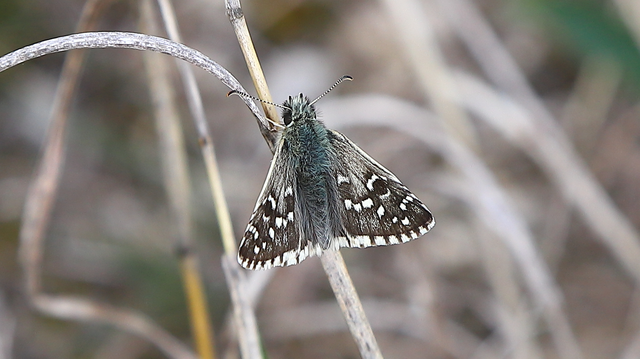 Pyrgus armoricanus - feles busalepke