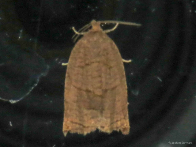 Archips rosana - rózsailonca