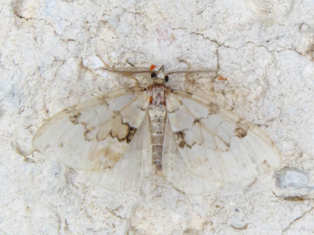 Colostygia pectinataria - zöld levélaraszoló